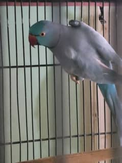 blue ring nack parrot breading per hai abhi ye