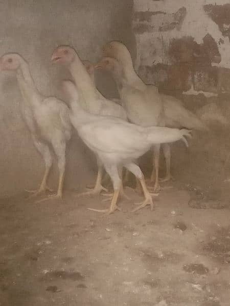shampoo chicks 1