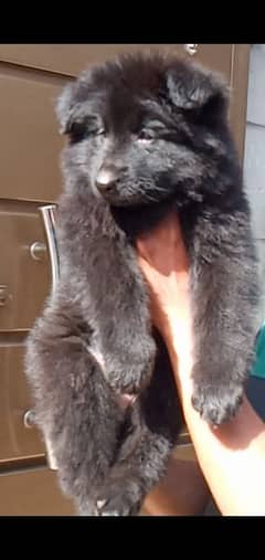 black German shepherd puppies for sale