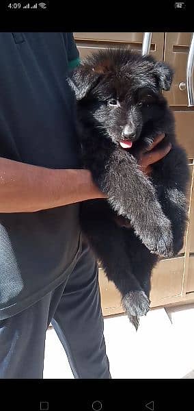 black German shepherd puppies for sale 3