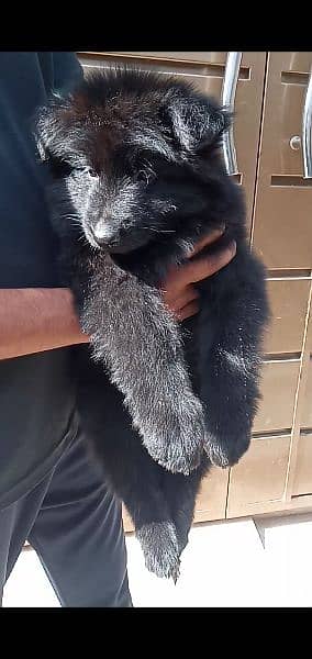 black German shepherd puppies for sale 4