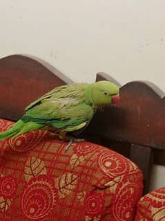 Green Parrot Tota