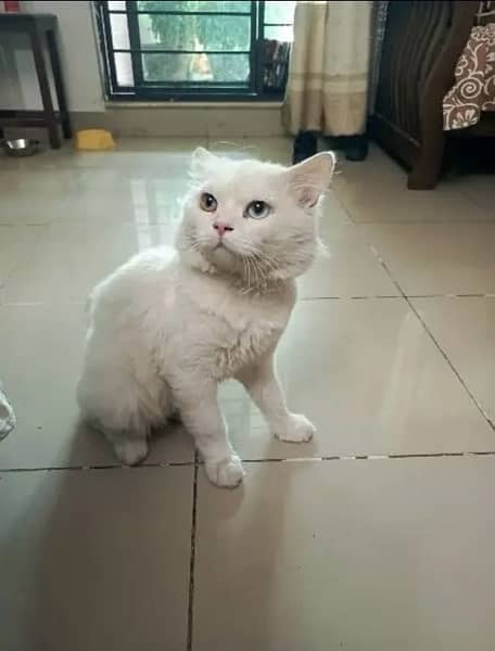 beautiful Persian cat 1