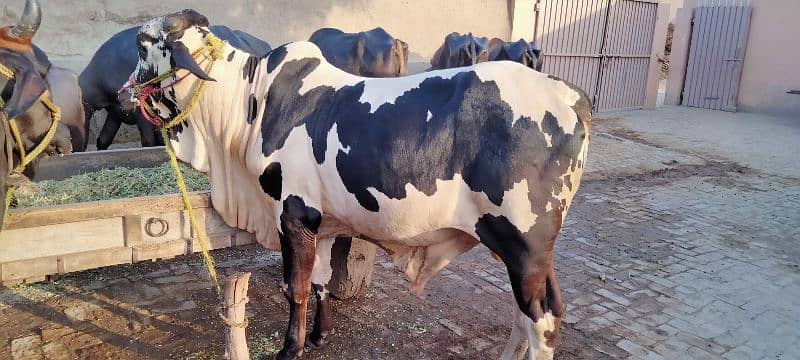 Male Cow For Qurbani 0