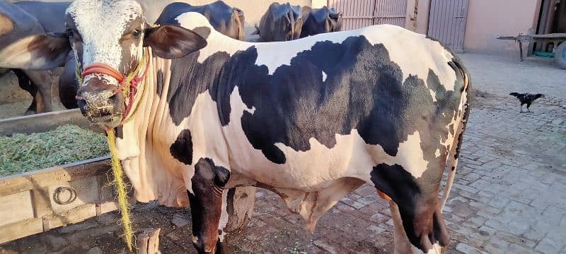 Male Cow For Qurbani 1