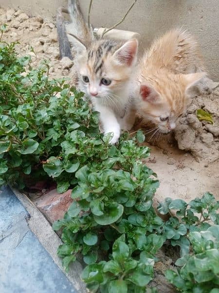 1 month kittens males and females 1 kitten (3500) 2 kittens (5000) 1