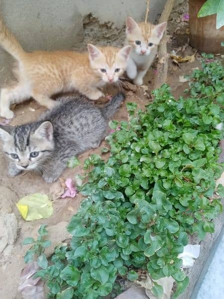 1 month kittens males and females 1 kitten (3500) 2 kittens (5000) 3