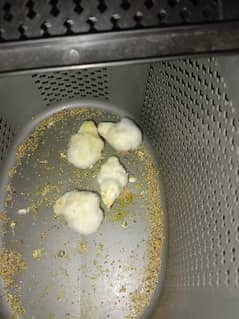 heera ase chicks for sell