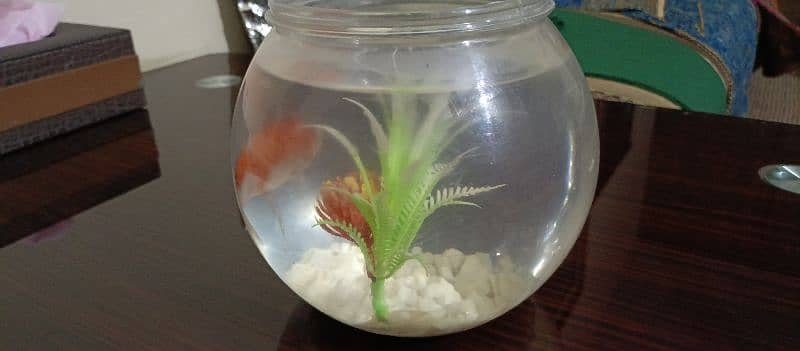 Two Gloden fish size Mention in  pictures 2