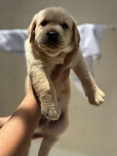 Labrador retriever for sale 0