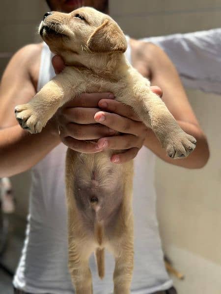 Labrador retriever for sale 1