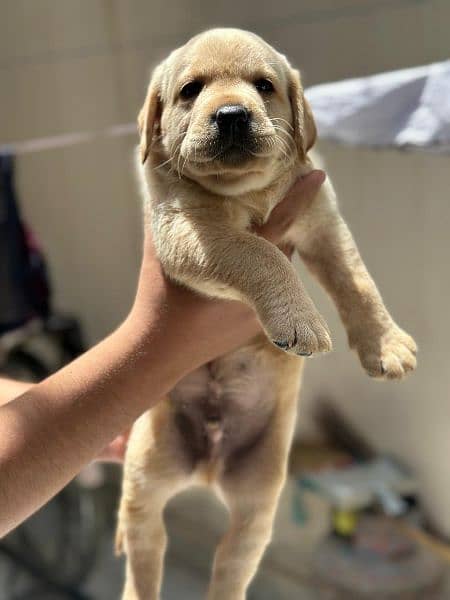 Labrador retriever for sale 2