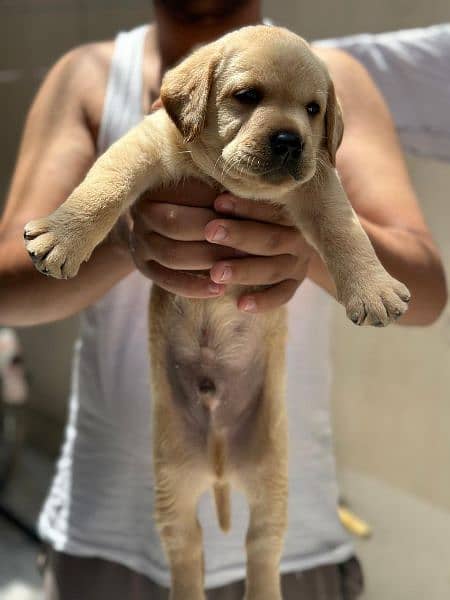 Labrador retriever for sale 3