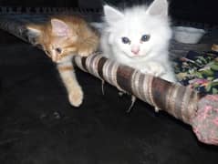 Persian male kitten for sale 0