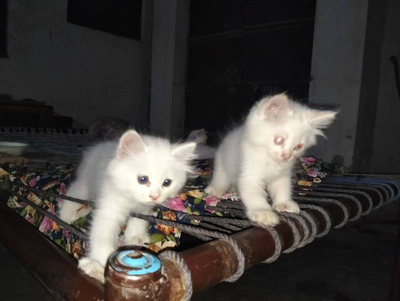 Persian male kitten for sale 2