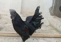 Ayam Cemani For Sale In Pakistan
