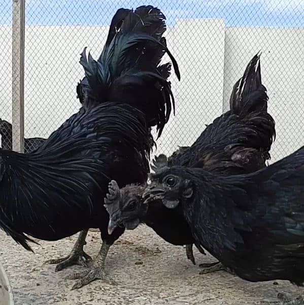 Ayam Cemani For Sale In Pakistan 1