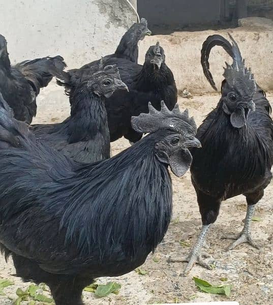 Ayam Cemani For Sale In Pakistan 2