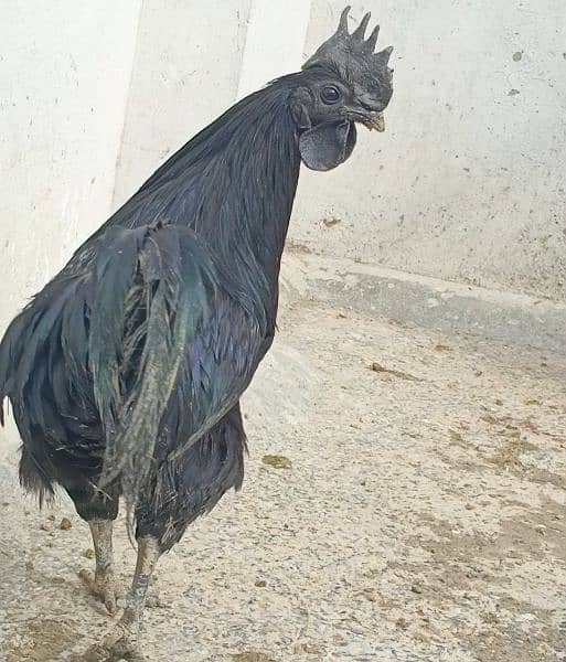 Ayam Cemani For Sale In Pakistan 4