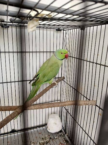 ringneck breeder pair 0