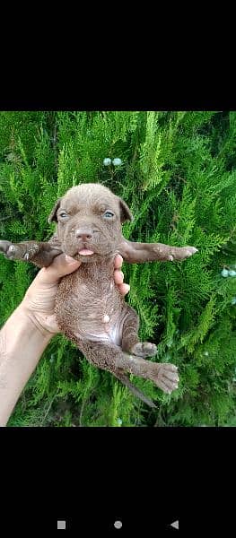 pitbulls puppies 6