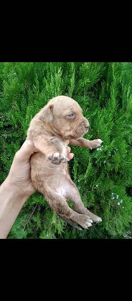 pitbulls puppies 7