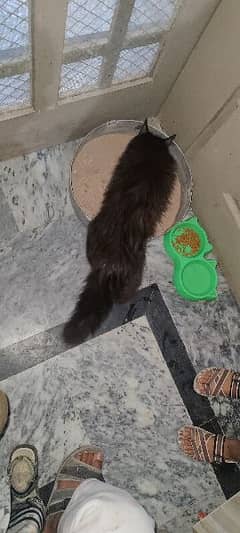 Persian Female cat full trained