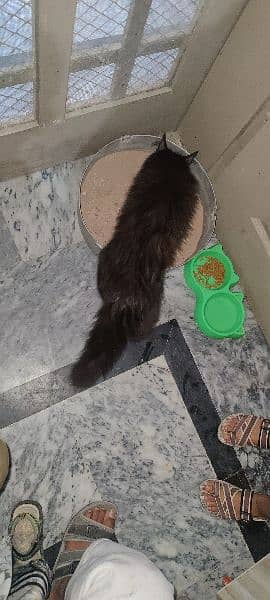 Persian Female cat full trained 0