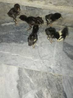 thai crass chicks for sell