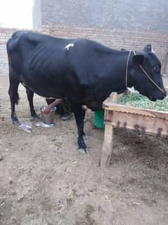 Khonsort walaiti cow hai 1 bar soi hai bachri di hai