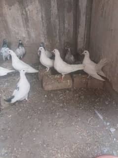 Beautiful sharazi pigeon for sale