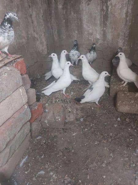 Beautiful sharazi pigeon for sale 2