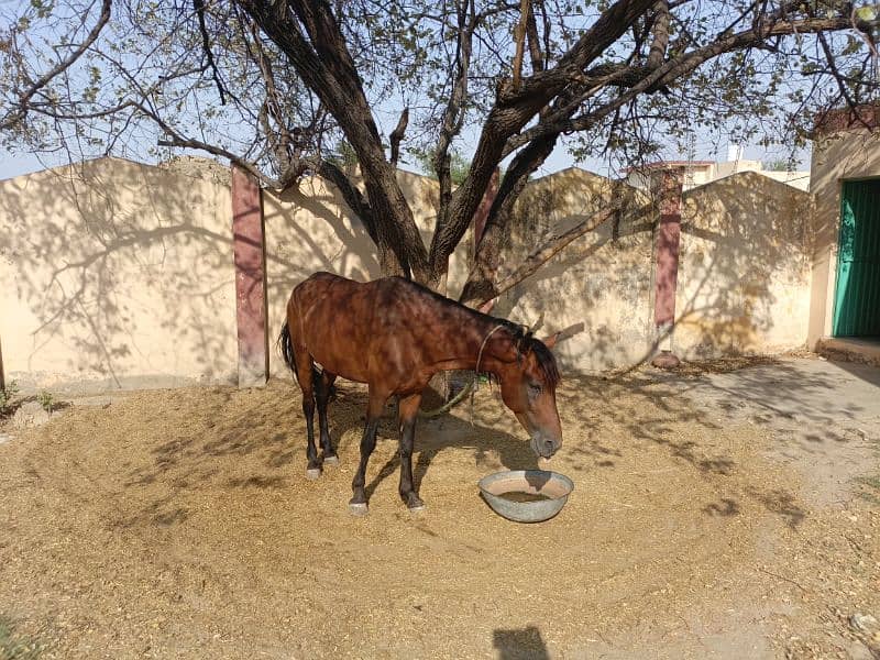 horse for sale 1