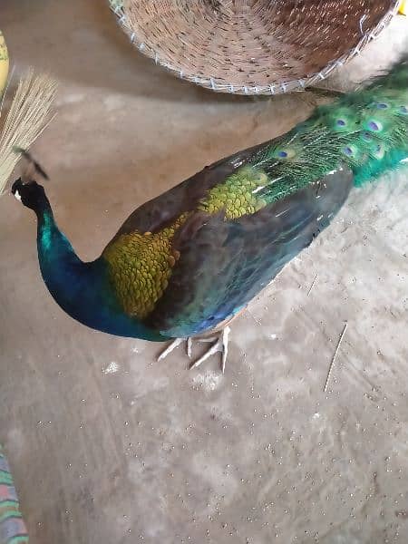 peacock for sale 1