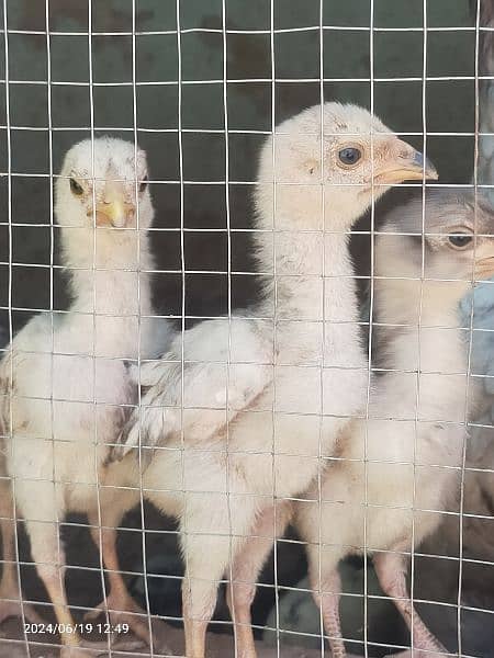 Aseel chicks Available ( Lassani ) Age 50 days 1