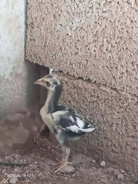 Aseel chicks Available ( Lassani ) Age 50 days 3