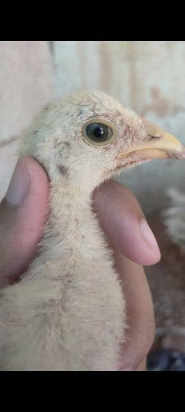 Aseel chicks Available ( Lassani ) Age 50 days 4