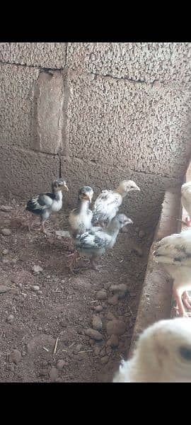 Aseel chicks Available ( Lassani ) Age 50 days 5