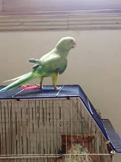 ringneck parrot female 0