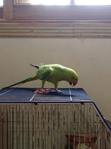 ringneck parrot female 1
