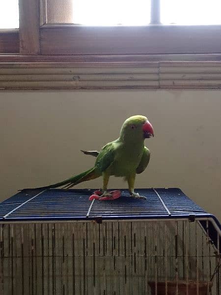 ringneck parrot female 2