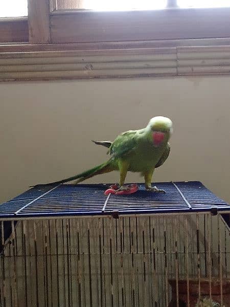 ringneck parrot female 3