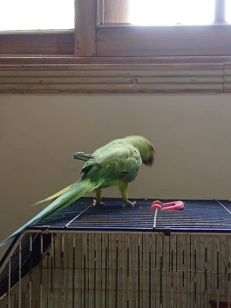 ringneck parrot female 4