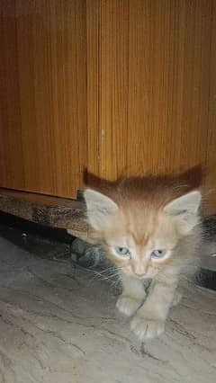 male female parsion babay for sale