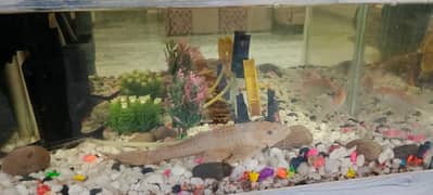 Fishes with Aquarium