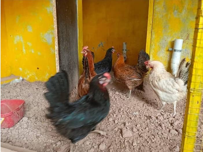6 Hens & 1 Murga for sale - Rawalpindi 3