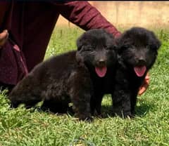 topline show high class quality black gsd long coat pair for sale