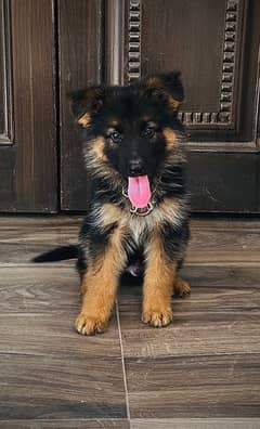 long  coat gsd male available