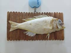 Threadfin Bream Fish / Stuffed / Wall Hanging / hanoodkari / Fish