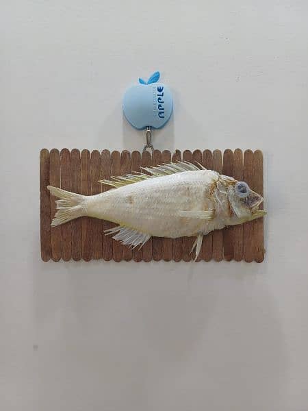 Threadfin Bream Fish / Stuffed / Wall Hanging / hanoodkari / Fish 1